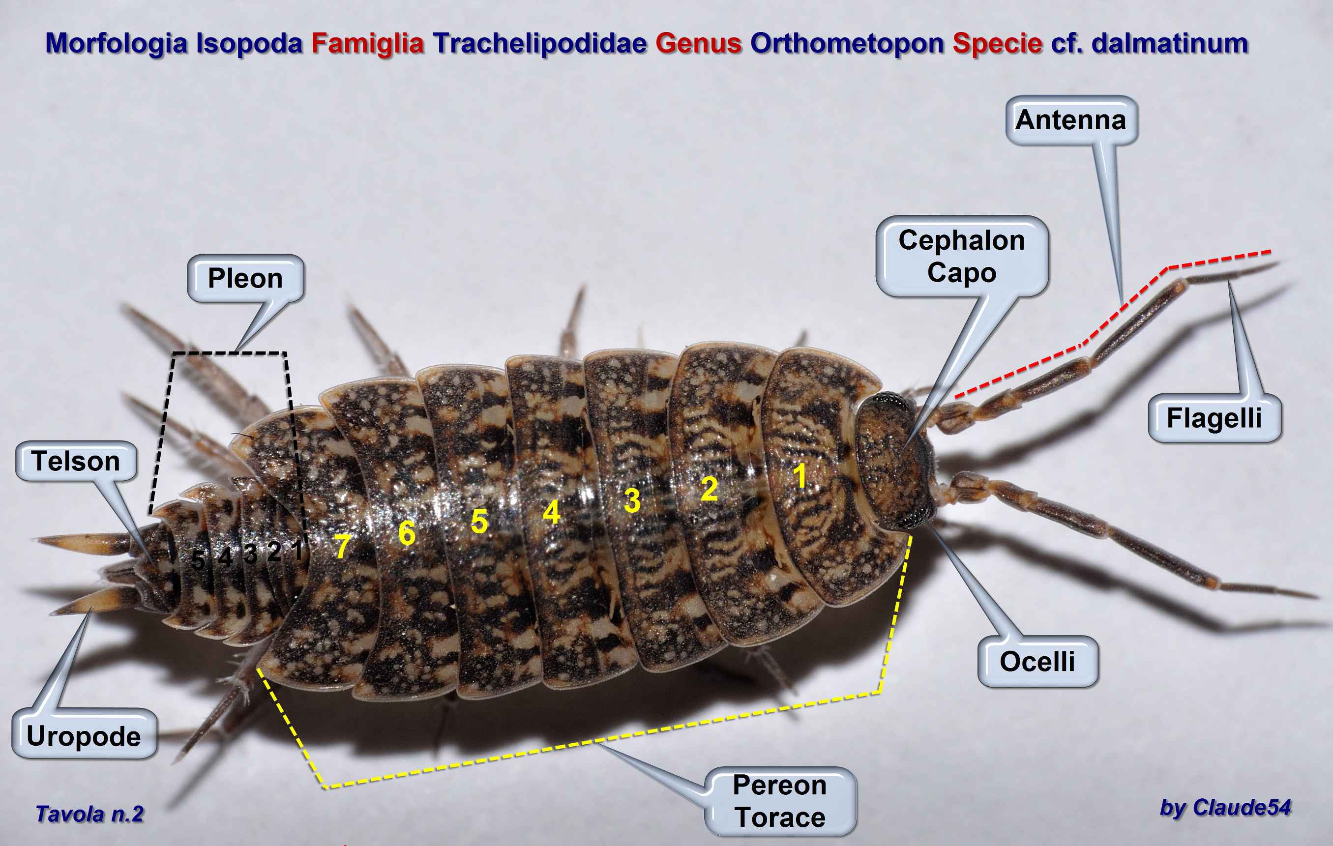 Tavola morfologica Isopoda